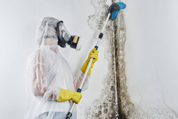 Best Mold Removal Near Me  in Hartshorne, OK