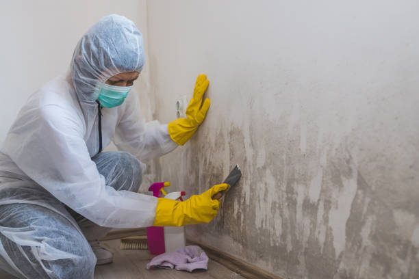 Best Commercial Mold Removal  in Hartshorne, OK