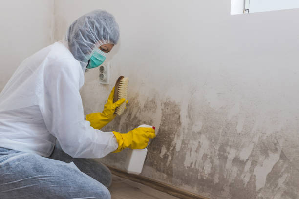 Attic Mold Removal in Hartshorne, OK