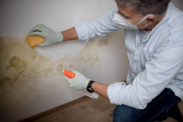 Best Toxic Mold Removal  in Hartshorne, OK