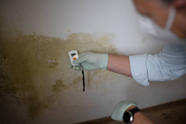 Best Mold Removal Specialists  in Hartshorne, OK