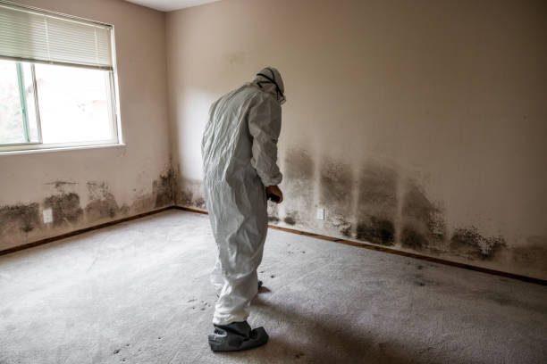 Best Toxic Mold Removal  in Hartshorne, OK