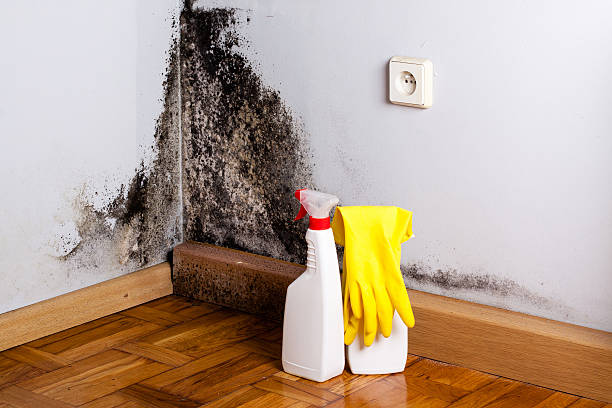 Best Mold Cleaning Services  in Hartshorne, OK