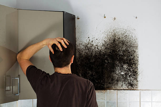 Best Commercial Mold Removal  in Hartshorne, OK