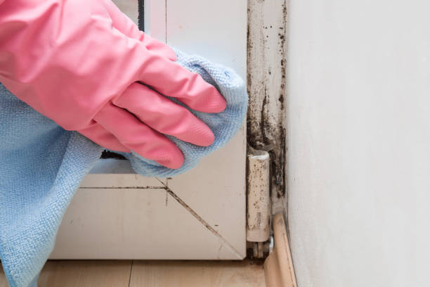 Best Attic Mold Removal  in Hartshorne, OK